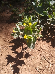 Lithospermum californicum