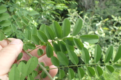 Indigofera suffruticosa