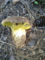 Butyriboletus primiregius