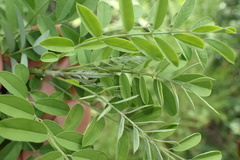 Indigofera suffruticosa