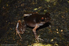 Leptobrachella gracilis