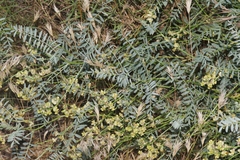 Astragalus douglasii perstrictus