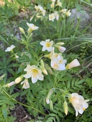 Polemonium carneum