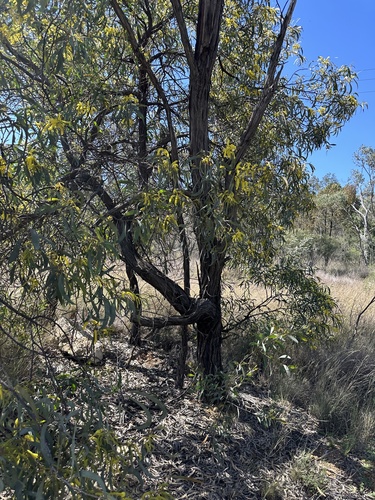 Image of Acacia cheelii by (c) Bell James, some rights reserved (CC BY-SA)