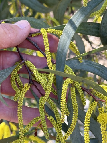 Image of Acacia cheelii by (c) Bell James, some rights reserved (CC BY-SA)