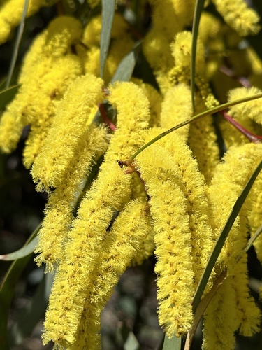Image of Acacia cheelii by (c) Bell James, some rights reserved (CC BY-SA)