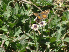 Phyciodes pallescens