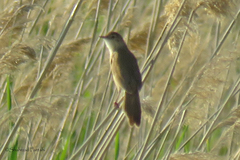 Locustella luscinioides