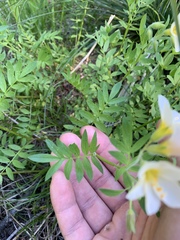 Polemonium carneum