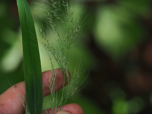 Muhlenbergia huegelii iNat (2)