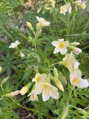 Polemonium carneum