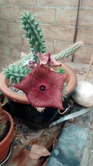 Hoodia