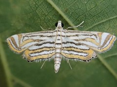 Parapoynx leucographa