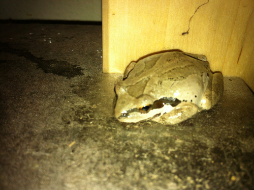 iNaturalist observation photo of Pacific chorus frog