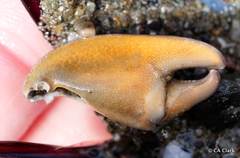 Petrolisthes cinctipes