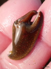 Petrolisthes cinctipes
