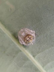 Eriovixia laglaizei