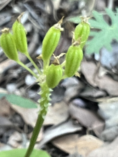 Image of Malaxis corymbosa by no rights reserved