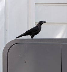 Corvus splendens