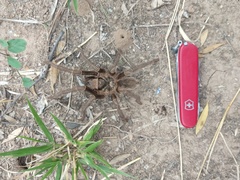 Grammostola