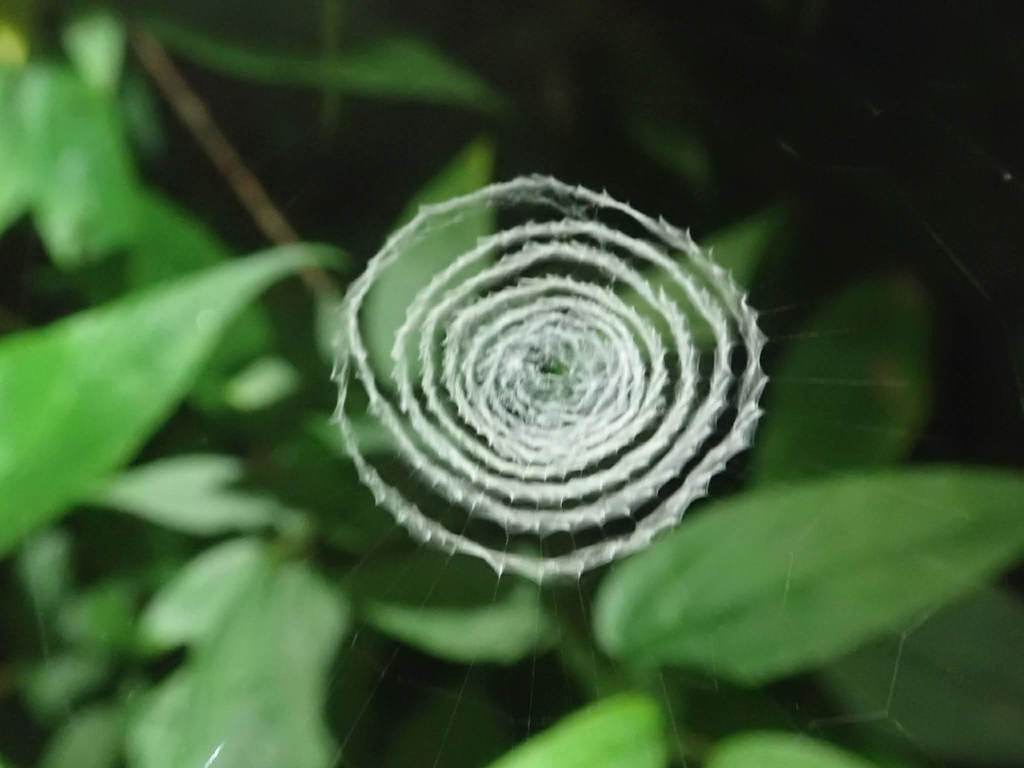 Octonoba