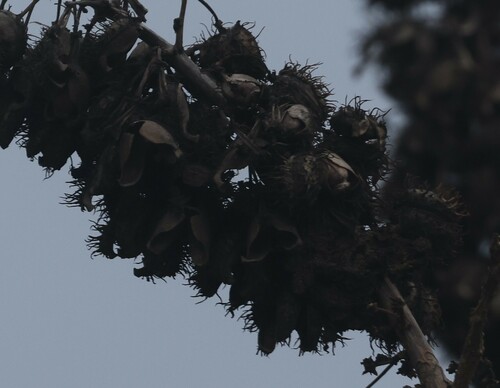 castor bean