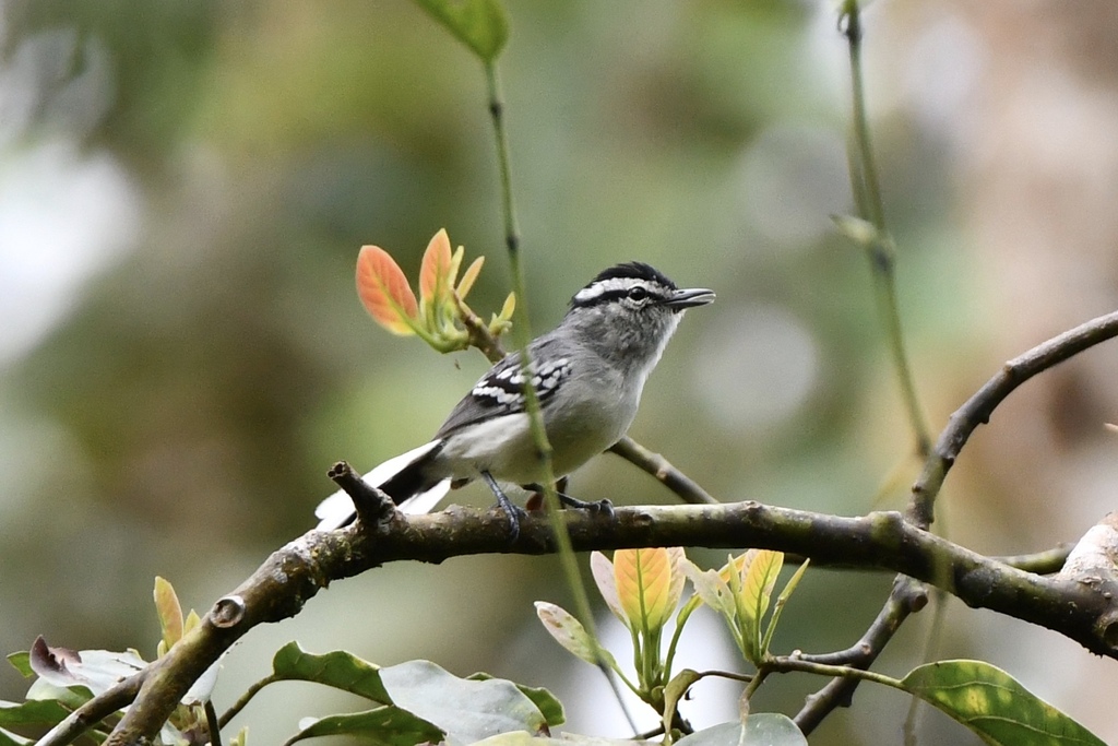 Creamy-Bellied Antwren