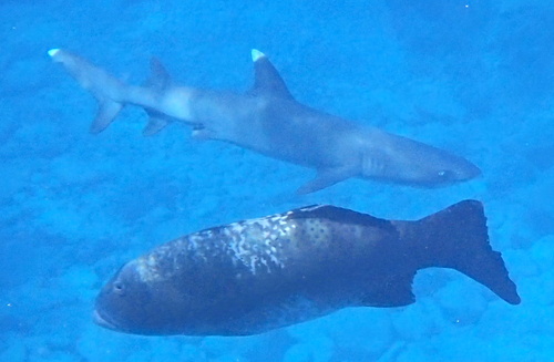 Blacksaddled coralgrouper
