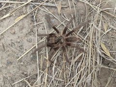 Grammostola