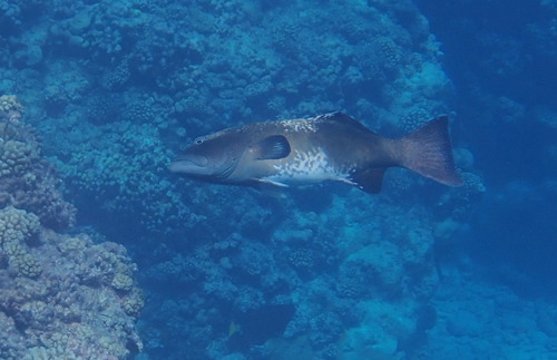 Foto de Mero con puntos azules (Plectropomus laevis)