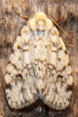 Clemensia ochreata