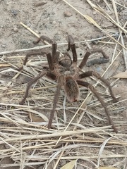 Grammostola