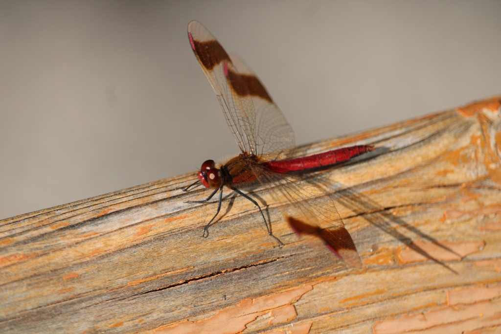 Banded Darter from 109, HUD - 24 khoroo, Ulaanbaatar 17110, Mongolia on ...