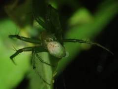 Aoaraneus pentagrammicus