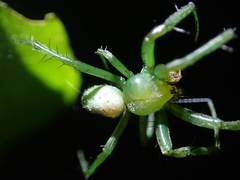 Aoaraneus pentagrammicus