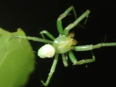 Aoaraneus pentagrammicus