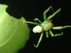 Aoaraneus pentagrammicus
