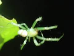 Aoaraneus pentagrammicus