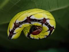 Chadisra bipars