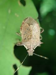 Picromerus viridipunctatus