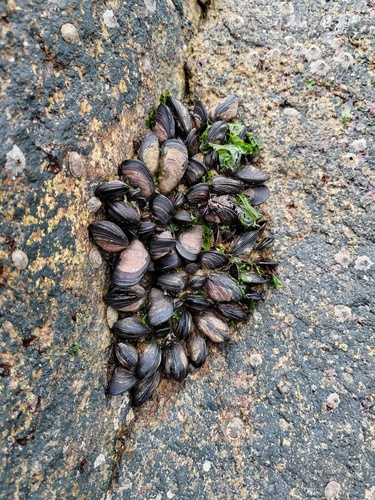 Purplish Bifurcate Mussel