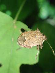 Picromerus viridipunctatus