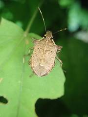 Picromerus viridipunctatus