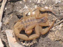 Centruroides ornatus