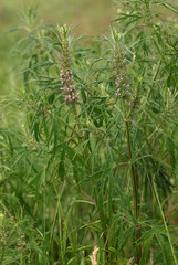 Leonurus glaucescens