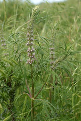 Leonurus glaucescens