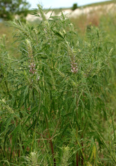 Leonurus glaucescens