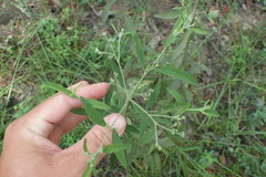 Eupatorium semiserratum