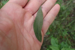 Eupatorium semiserratum