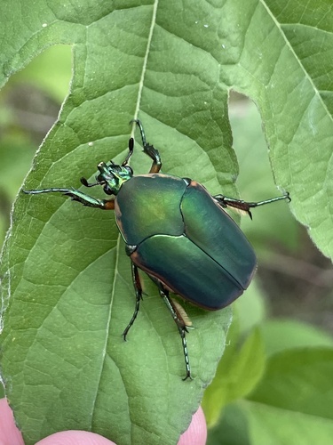 Green June beetle